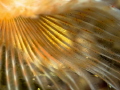   Detail fanworm  